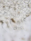 Psathyrella incerta image