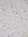 Xerula megalospora image