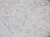 Xerula megalospora image