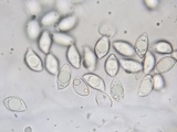 Xerula megalospora image