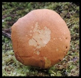 Chalciporus rubritubifer image