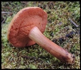 Chalciporus rubritubifer image
