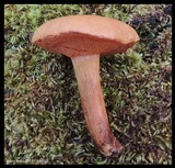 Chalciporus rubritubifer image