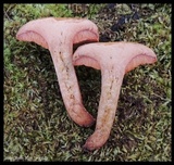 Chalciporus rubritubifer image