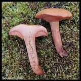Chalciporus rubritubifer image