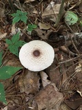 Agaricus vinosobrunneofumidus image