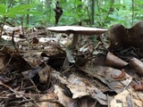 Agaricus vinosobrunneofumidus image