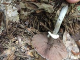 Agaricus vinosobrunneofumidus image