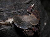 Daedaleopsis tricolor image