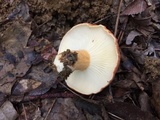 Lactifluus hygrophoroides image