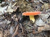 Lactifluus hygrophoroides image