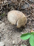 Amanita pantherinoides image