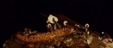 Marasmiellus praeacutus image