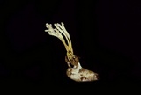 Cordyceps tenuipes image