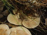 Clitocybe martiorum image
