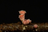 Microstoma floccosum image