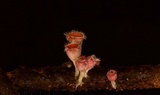 Microstoma floccosum image