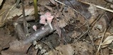 Microstoma floccosum image