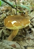Xanthoconium affine image