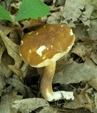 Xanthoconium affine image