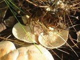 Clitocybe martiorum image