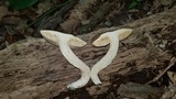 Xanthoconium affine image