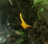 Ophiocordyceps variabilis image