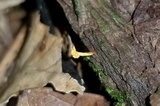 Ophiocordyceps variabilis image