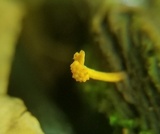 Ophiocordyceps variabilis image