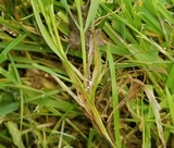 Athelia rolfsii image