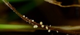 Athelia rolfsii image