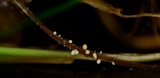 Athelia rolfsii image