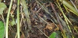 Athelia rolfsii image