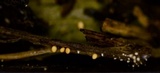 Athelia rolfsii image