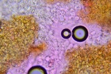 Athelia rolfsii image