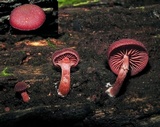 Tubaria rufofulva image