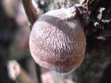 Auricularia nigricans image