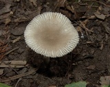 Amanita farinosa image