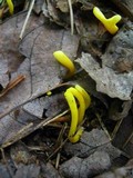 Clavulinopsis laeticolor image
