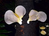 Pleurotus purpureo-olivaceus image