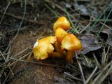 Humidicutis marginata image