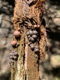 Lycogala epidendrum image