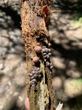 Lycogala epidendrum image