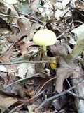 Amanita banningiana image