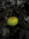 Amanita banningiana image