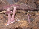 Lentinus strigosus image