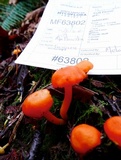 Hygrocybe reidii image