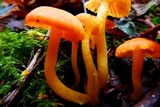 Hygrocybe reidii image