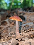 Hygrocybe psittacina var. perplexa image