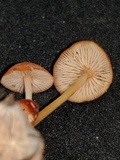 Marasmius sullivantii image